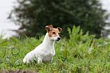 JACK RUSSEL 203